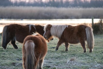 Closeup of ponies standing in a field while the sun is setting