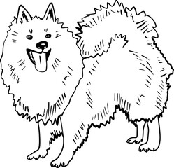 German Spitz Animal Vector Illustration Hand Drawn Cartoon Art