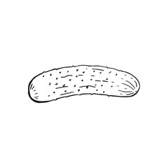 Cucumber outline. Hand drawn vector illustration. Farm market product, isolated vegetable.