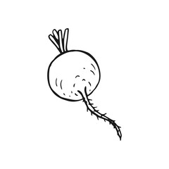 Radish outline. Hand drawn vector illustration. Farm market product, isolated vegetable.
