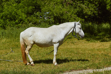 Obraz na płótnie Canvas White horse leash grazing