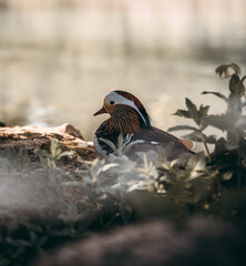 Wunderschöne Ente die an einem See friedlich sitzt	