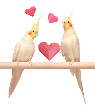 Lovesick white parrot with a yellow crest holds out a red heart made of paper to his beloved in isolation on an azure blue background