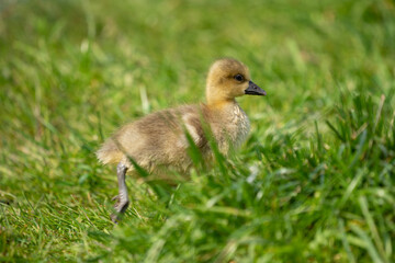 Baby Duck