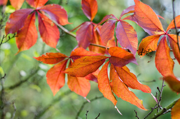 Beautiful ivy wall in autumn. Close-up.