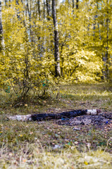 Beautiful autumn forest. Fall