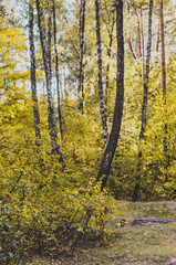 Obraz premium Beautiful autumn forest. Fall