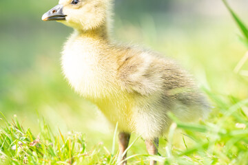 Baby Duck