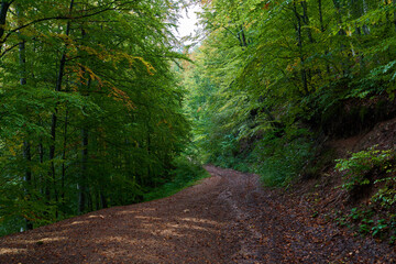 Muddy road in the forest