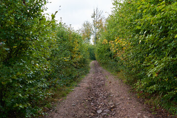 Muddy road in the forest