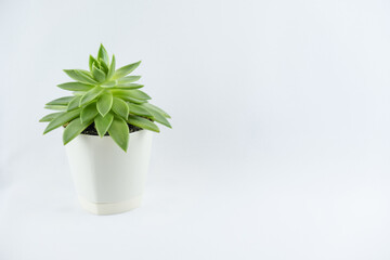 succulent in a white pot on a white background. green flower in a white pot. flower on white background