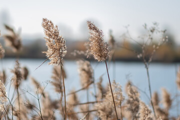 Fototapeta premium Dry plant reeds as beauty nature background, Abstract natural backdrop. Reed grass or pampas grass outdoors with daylight, life style nature scene, organic design wide banner. Soft selective focus