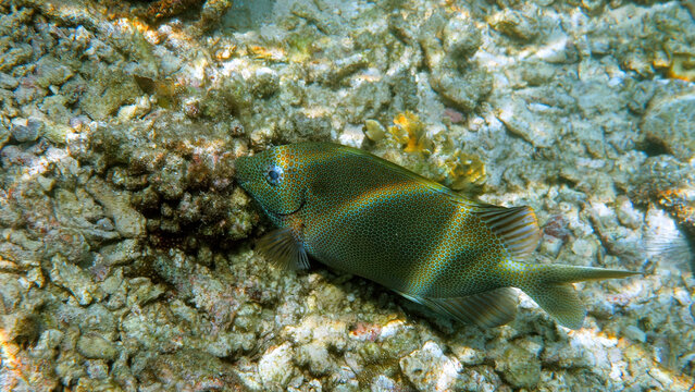 Underwater photo of gold spotted rabbitfish in coral reef of Thailand