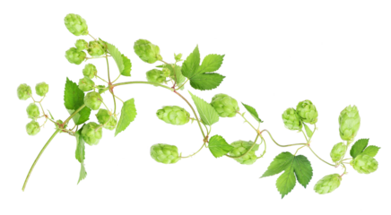 Branch with ripe hops, transparency background