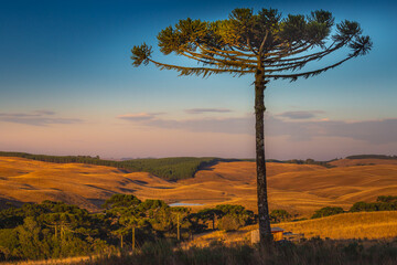 Southern Brazil countryside landscape at sunrise with single araucaria