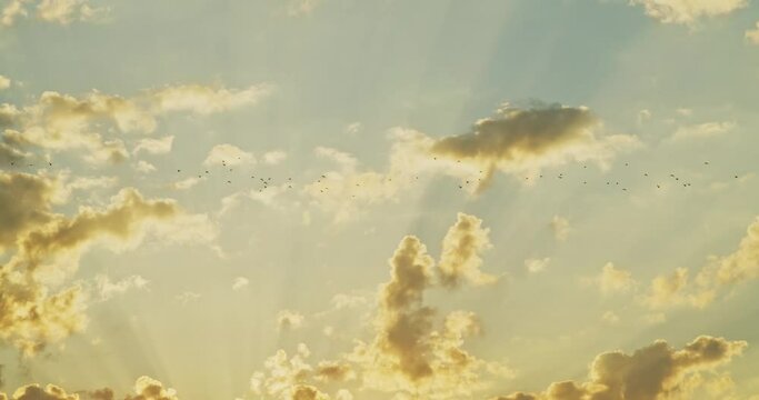 Flock of birds flying in golden rays of the sun at sunset or sunrise