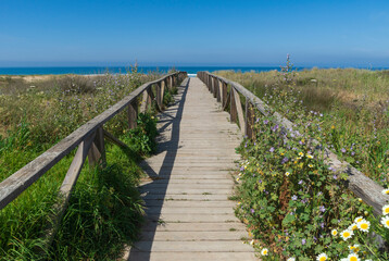 wild beach with a wooden bridge, flowers and vegetation in the foreground and sea water and blue sky in the background on a sunny day.