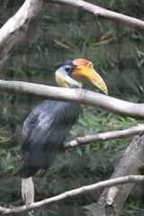 Toucans