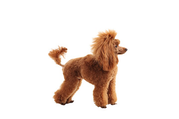 Full length profile shot of a groomed red poodle