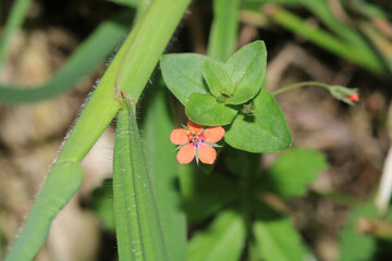 pink lysimachia arvensis flower 