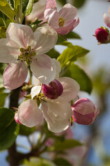 Fototapeta na wymiar Wiosenny kwiat jabłoni
