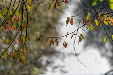 Orange and red cherry leaves in early autumn.