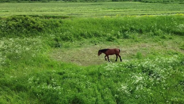 Horses graze in the meadow. Herding of domesticated horses. Brown horses on emerald grass near the river.