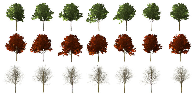 Ahorn tree set seasons with transparent background