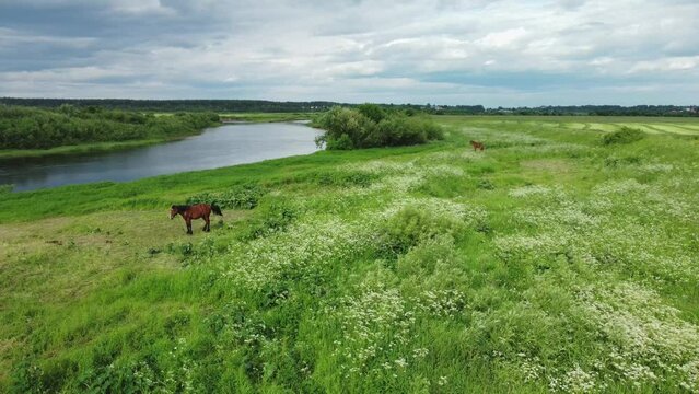 Horses graze in the meadow. Herding of domesticated horses. Brown horses on emerald grass near the river.