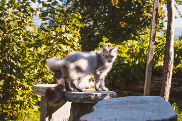 Fototapeta premium Katze / Garten
