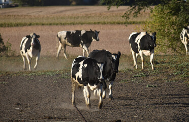 Holstein Heifer calves in pasture enjoying late afternoon sun on a bright fall afternoon