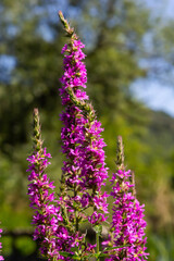 Fototapeta premium Lythrum salicaria - purple loosestrife, spiked loosestrife, purple lythrum