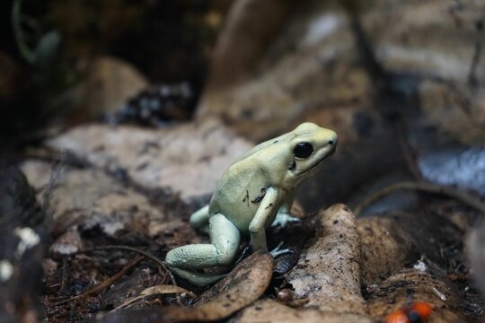 Closeup shot of a Golden Poison Frog (Phyllobates terribilis)
