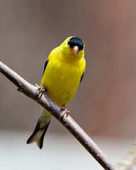 American Goldfinch Photo and Image. Finch close-up profile view, perched on a branch with a blur coniferous background in its environment and habitat surrounding displaying its yellow feather plumage.