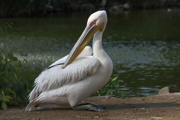 Pelican