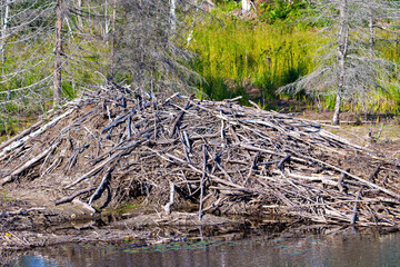 Beaver lodge Stock Photo and Image. Beaver lodge displaying beaver entrance in the summer time. ©  Aline
