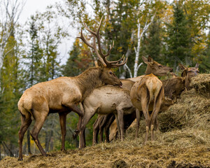 Naklejka na ściany i meble Elk Stock Photo and Image. Elk male in the rut season with herd of cows elk with a blur forest background in their environment and habitat surrounding.