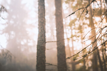 Spiderweb in an autumn forest