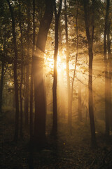 Sun shining through the trees in a foggy forest
