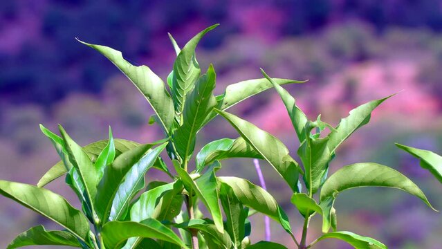 Justicia adhatoda, commonly known in English as Malabar nut, adulsa, adhatoda, vasa, or vasaka, is a medicinal plant native to Asia, widely used in Siddha Medicine, Ayurvedic, homeopathy and Unani sys