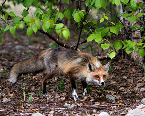 Red Fox Photo Stock. Fox Image. close-up profile view looking at camera with a tree background and...