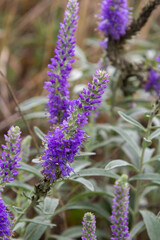 Obraz premium Blue Spike speedwell, Veronica spicata, blooming in a dunny garden in June, closeup with selective focus