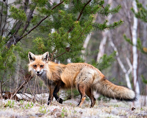Red Fox Photo Stock. Fox Image.  Close-up profile side view looking at camera with a blur forest background in its environment and habitat.  Picture. Portrait.