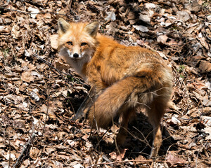 Red Fox Photo Stock. Fox Image. Close-up profile view in the spring season displaying fox tail, fur, in its environment and habitat with a blur brown leaves background.Picture. Portrait.