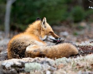 Red Fox Photo Stock. Fox Image.cleaning paw in the springtime displaying fox tail, fur, in its...