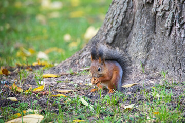Naklejka na ściany i meble Squirrel in autumn in the park