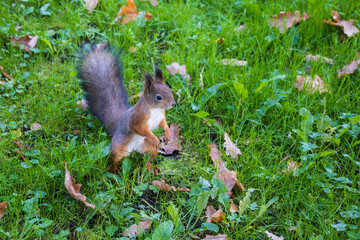 Naklejka na ściany i meble Squirrel in autumn in the park