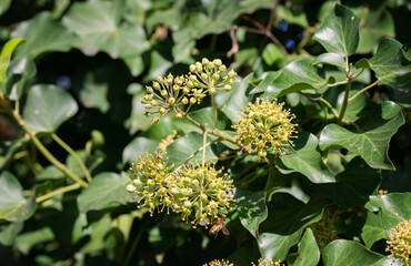 Hedera helix in bloom, growing on a tree trunk, in Marche region, Italy