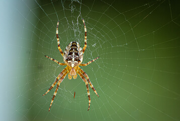 Spider in web