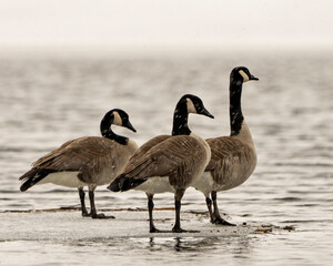 Canada Geese Photo and Image. On ice water in the springtime with falling snow in their environment and habitat surrounding. Goose.